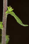 Appalachian blazing star